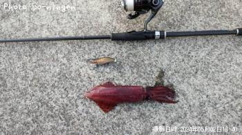 ¥±¥ó¥µ¥¥¤¥«¡©