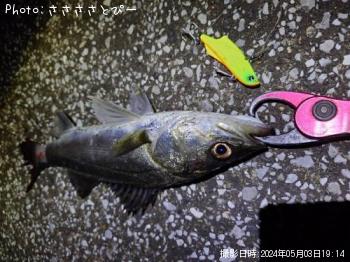 ���������������Х�