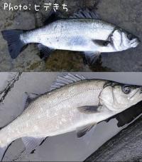 �ҥ饹����