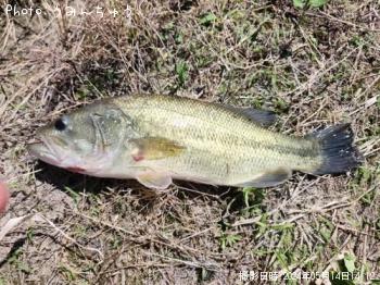 �֥�å��Х�