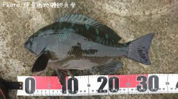 �����᥸��