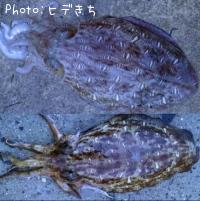 ¥â¥ó¥´¥¦¥¤¥«