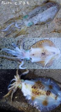 �����ꥤ��