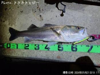 ¥·¡¼¥Ð¥¹¡õ¥¯¥í¥À¥¤