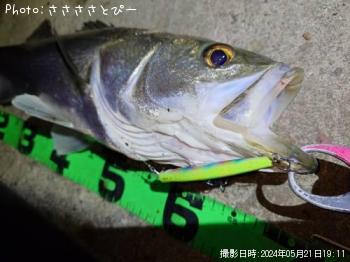 ¥·¡¼¥Ð¥¹¡õ¥¯¥í¥À¥¤