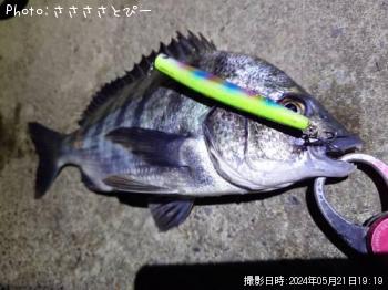 ¥·¡¼¥Ð¥¹¡õ¥¯¥í¥À¥¤