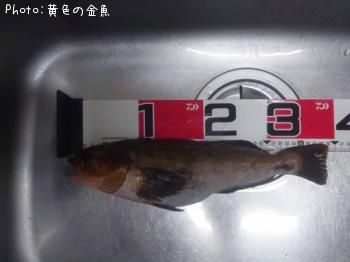 �����ʥ�