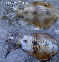 �����ꥤ��