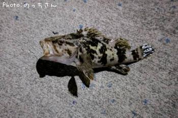 �٥å�������