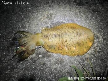 �����ꥤ��