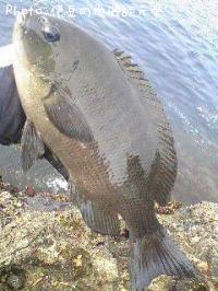 ¸ýÂÀ¥á¥¸¥Ê