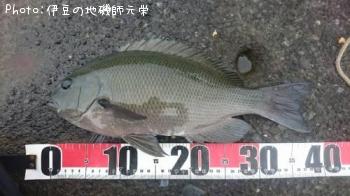 �����᥸��