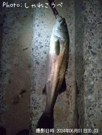 �����Х�