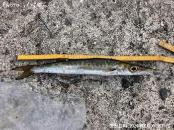 ¥¿¥¤¥ï¥ó¥«¥Þ¥¹