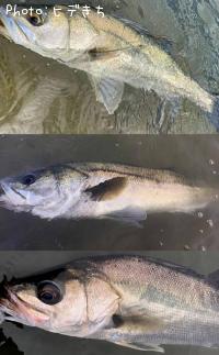 �����Х�