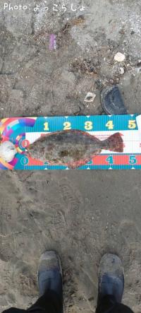 ¥Ò¥é¥á