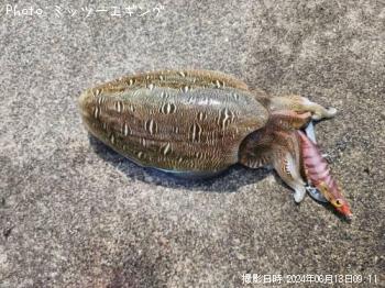 ��󥴥�����