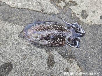 ����䥱����