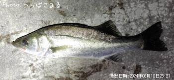 �����Х�