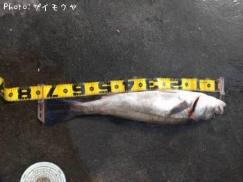 �����Х�