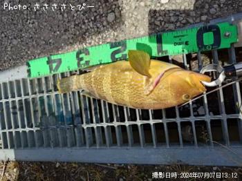 ¥¢¥ª¥Ï¥¿¡õ¥µ¥Ð¡õ¥½¥¦¥À¥¬¥Ä¥ª