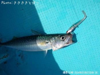 ¥¢¥ª¥Ï¥¿¡õ¥µ¥Ð¡õ¥½¥¦¥À¥¬¥Ä¥ª