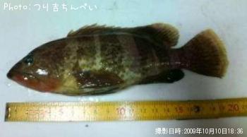 �����ϥ�