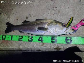 �����Х�����������