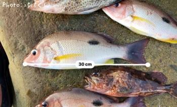 ¥¯¥í¥Û¥·¥Õ¥¨¥À¥¤