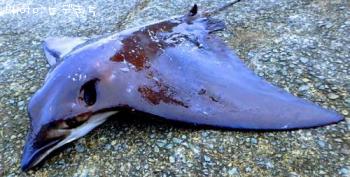 �ʥ�ȥӥ���