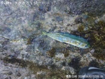 �ڥ�ڥ󥷥���