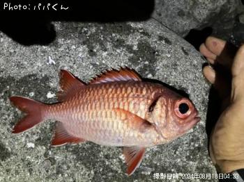 �ʥߥޥĥ���