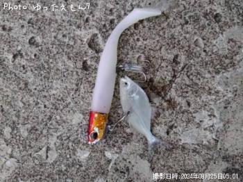 ���Х󥢥���