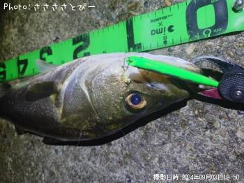 �����Х�