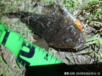 ¥Þ¥´¥Á¡õ¤¦¤Ê¤®