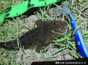 ¥Þ¥´¥Á¡õ¤¦¤Ê¤®