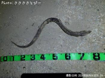 ¥Þ¥´¥Á¡õ¤¦¤Ê¤®