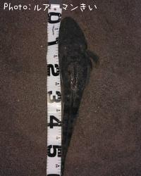 �ʵ�˥ޡ�����