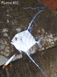 ¥¤¥È¥Ò¥¥¢¥¸