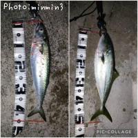 ���ʥ�������