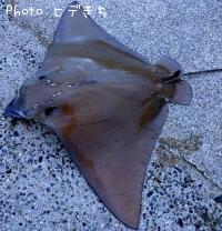 �ʥ�ȥӥ���