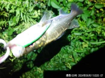 �����Х�