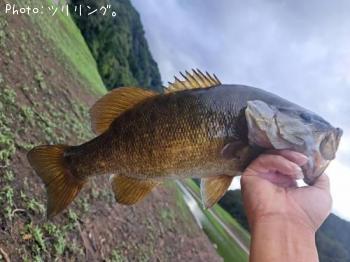 ���⡼��ޥ����Х�