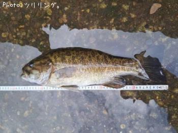 ���⡼��ޥ����Х�