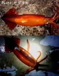 ����ᥤ��