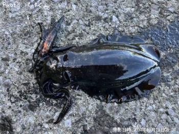 �����ꥤ��