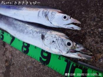 太刀魚