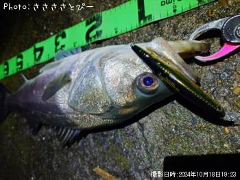 �����Х�