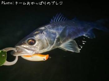 ¥·¡¼¥Ð¥¹