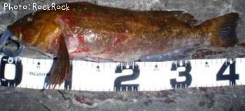 �����ʥ�